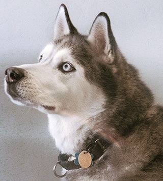 Loki - Login Employee retention specialist
